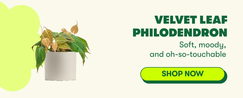 Velvet Leaf Philodendron