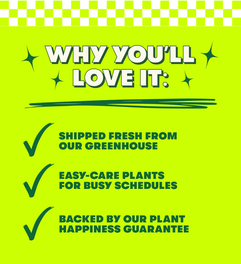 Shop now!