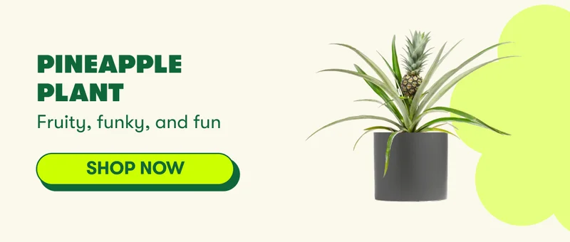 Pineapple Plant