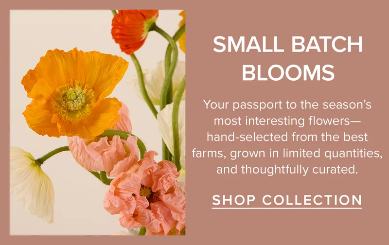 Small Batch Blooms. Your passport to the season's most interesting flowers--hand-selected from the best farms, grown in limited quantities, and thoughtfully curated. Shop Collection