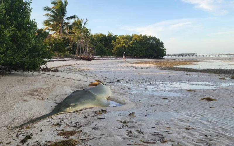 A dead sawfish washed up on a beach.