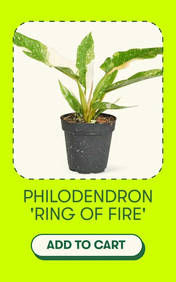 Philodendron 'Ring Of Fire'