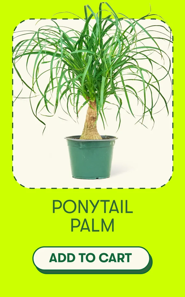 Ponytail Palm