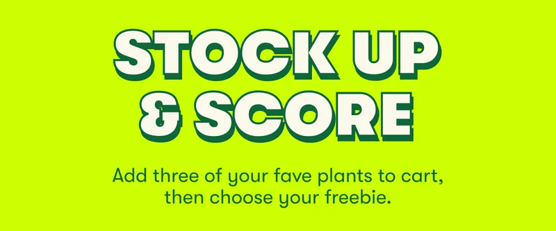 STOCK UP & SCORE