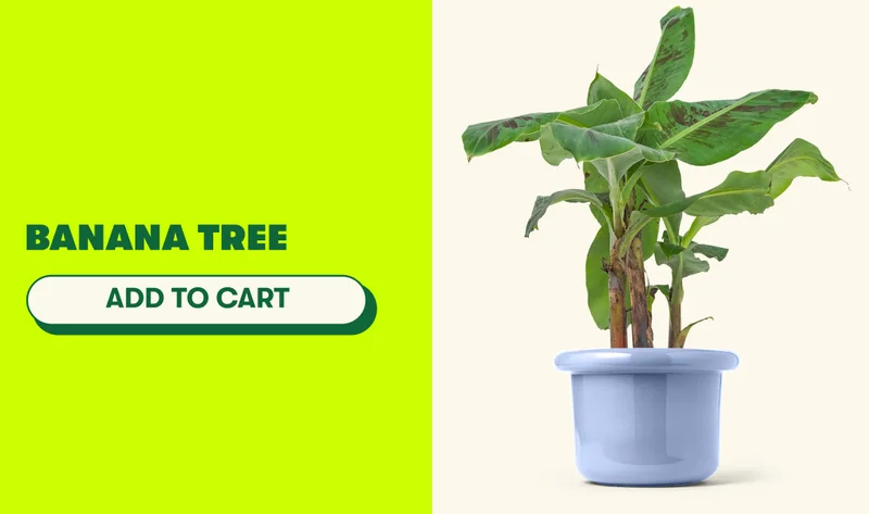 BANANA TREE [ADD TO CART]