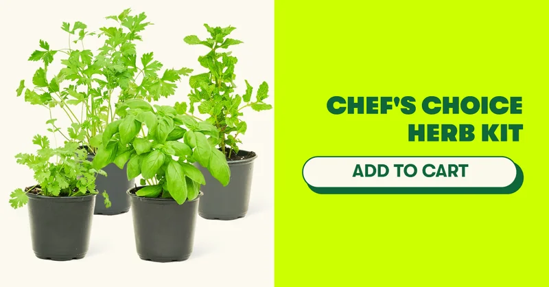 CHEF'S CHOICE [ADD TO CART]
