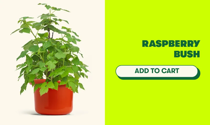 RASPBERRY BUSH [ADD TO CART]