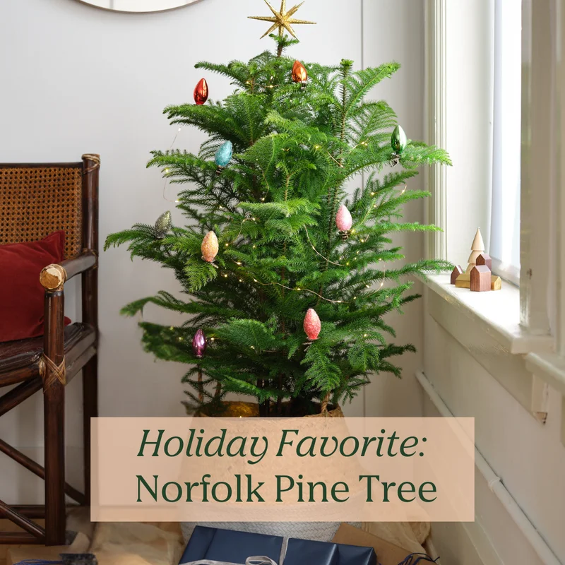 The xl norfolk pine is here