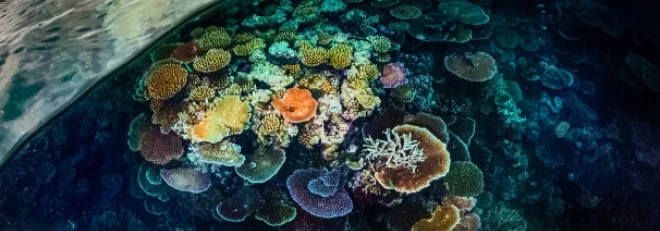 Plate corals just beneath the ocean’s surface.