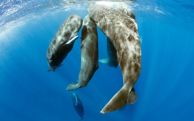 Image of sperm whales