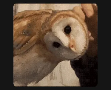 Owl GIF