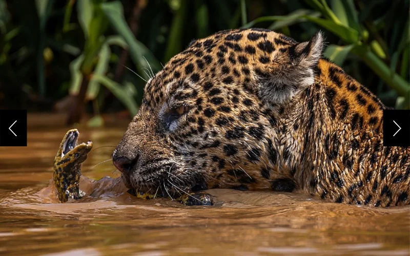 An anaconda and jaguar face off in Encontro das Águas State Park in Brazil’s Pantanal.
