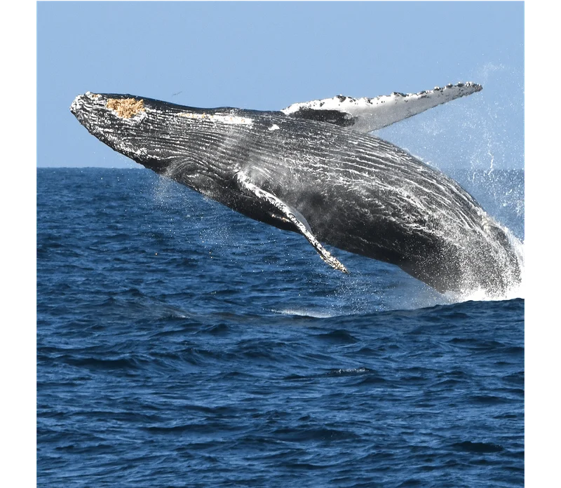 Protecting Blue Whales and Blue Skies