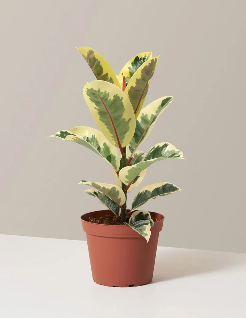 Image of Ficus Tineke