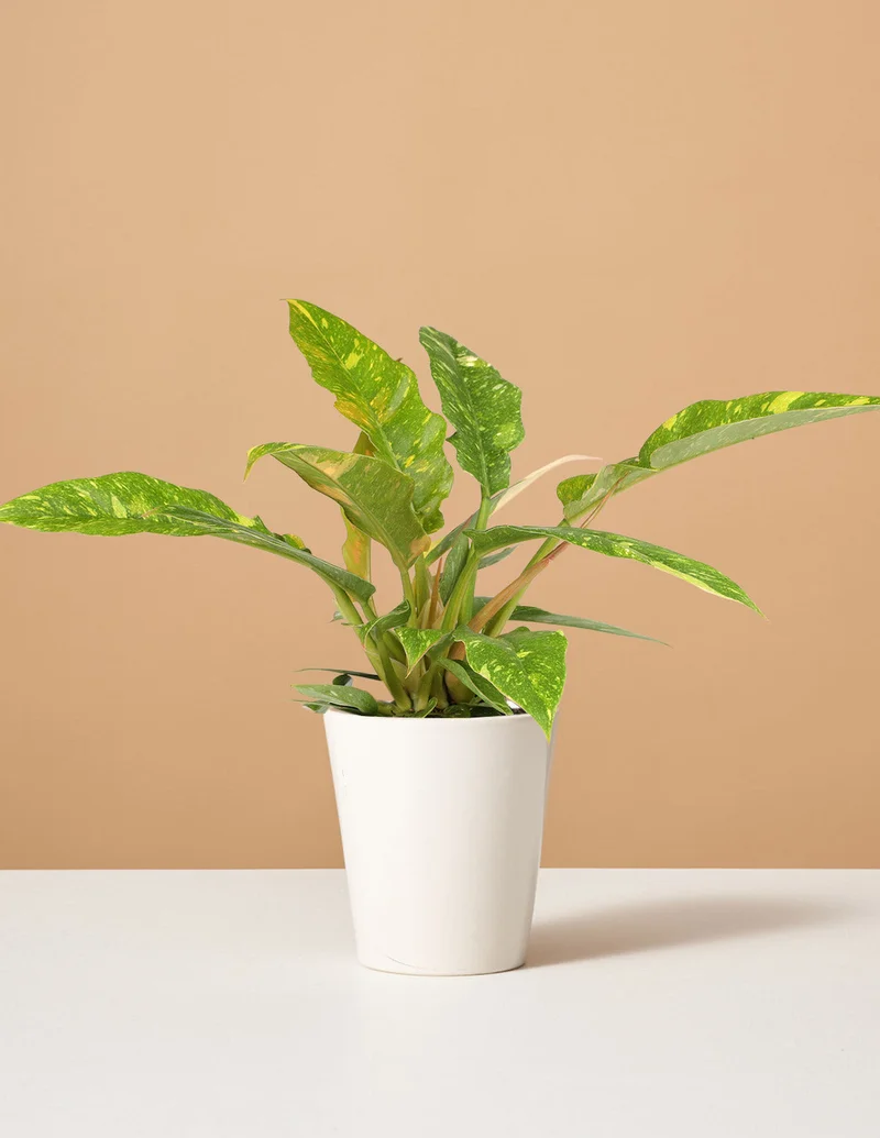 Image of Philodendron Ring of Fire