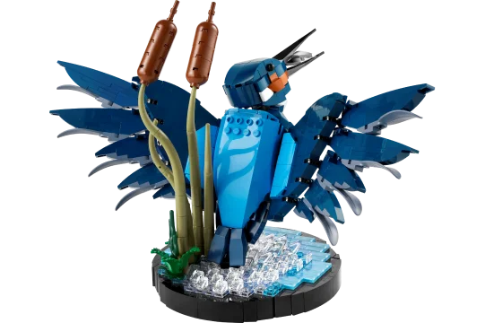 Kingfisher Bird