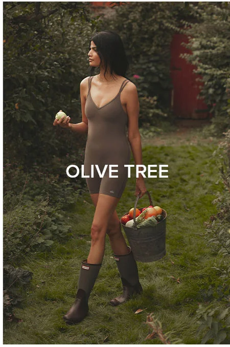 OLIVE TREE
