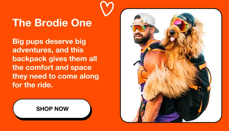 The Brodie One