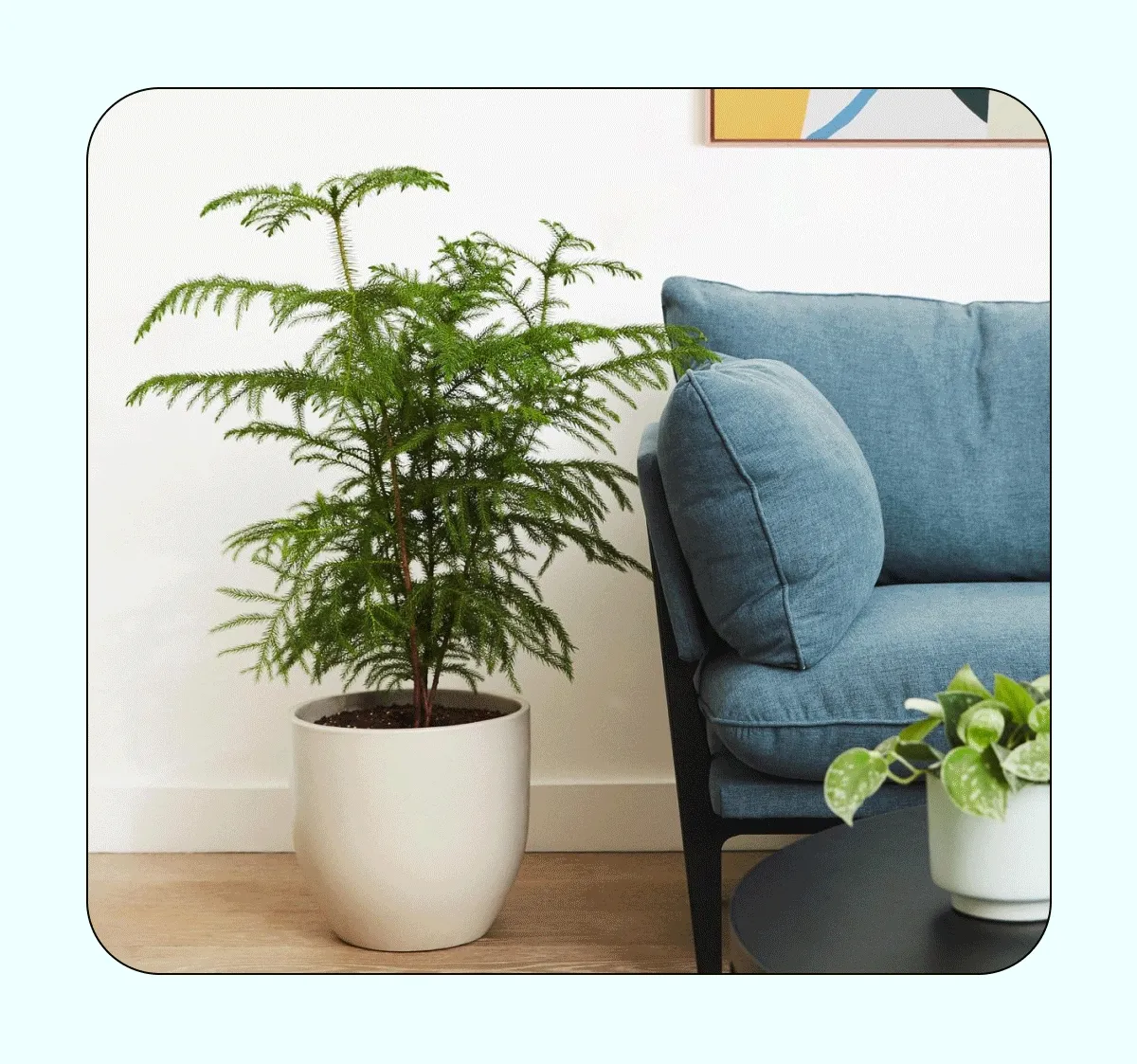 Shop Houseplants on Sale