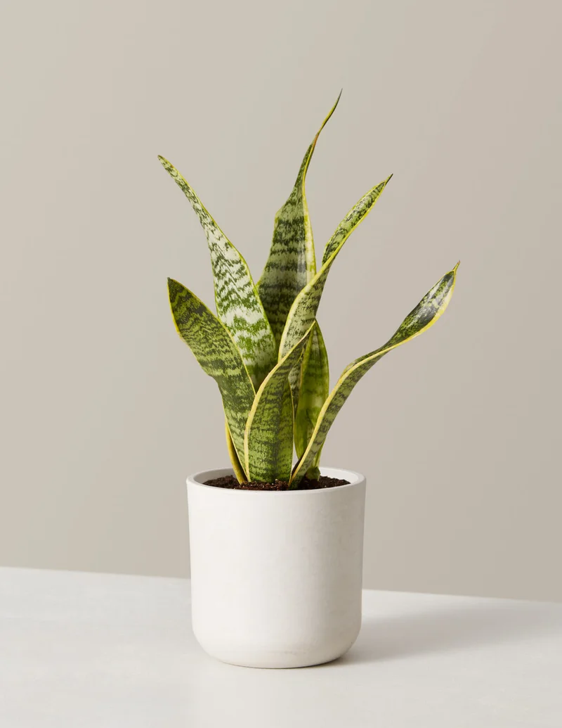 Image of Snake Plant Laurentii
