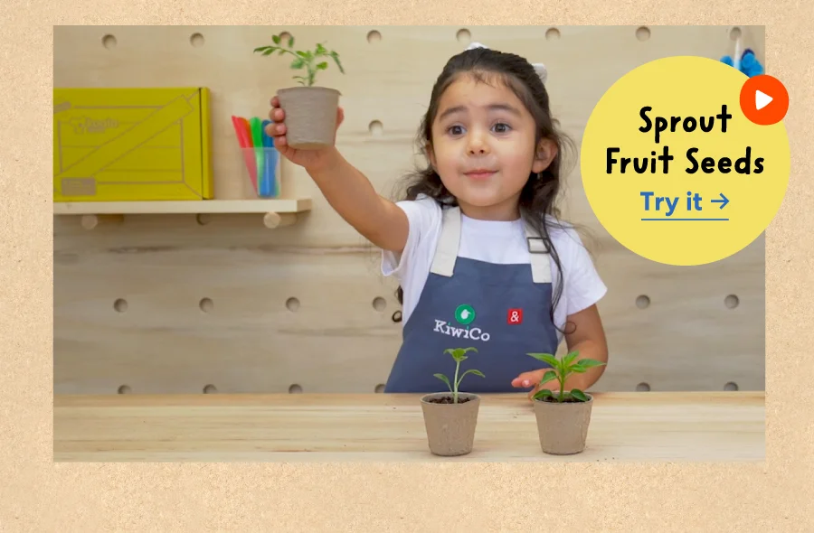 Sprout Fruit Seeds