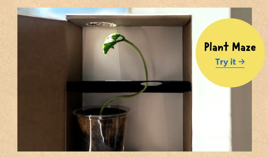 Plant Maze