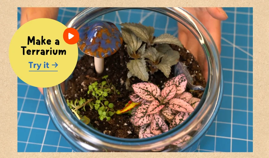 Make a Terrarium