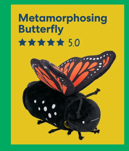 Metamorphosing Butterfly