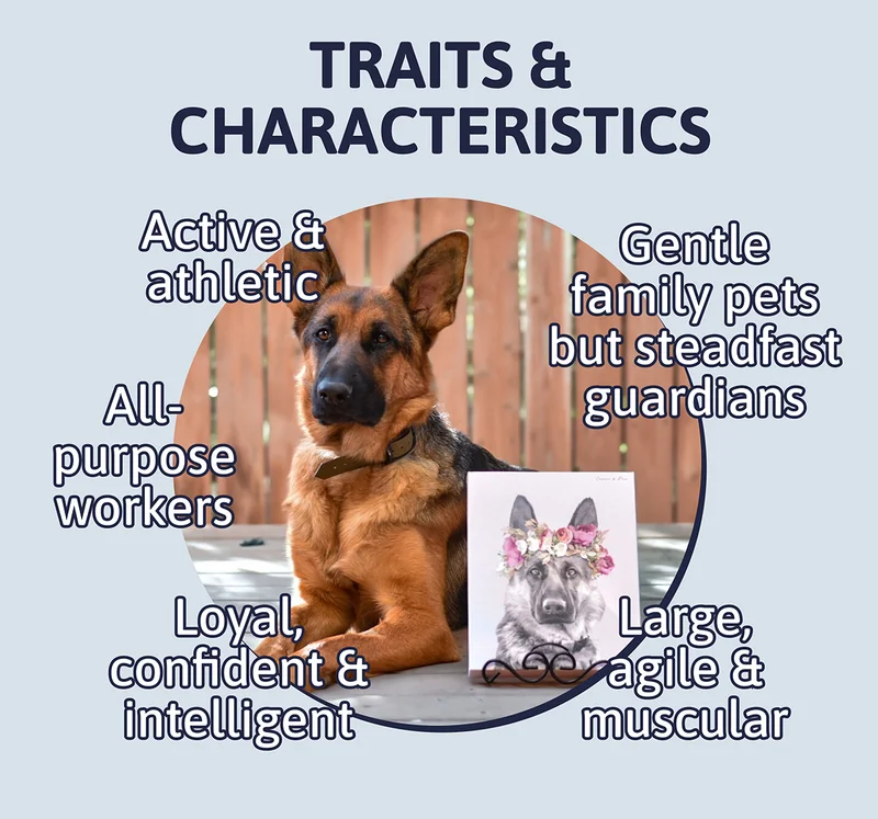 Heading: Traits & Characteristics - Large, agile & muscular - Gentle family pets but steadfast guardians - Active & athletic - All-purpose workers - Loyal, confident & intelligent