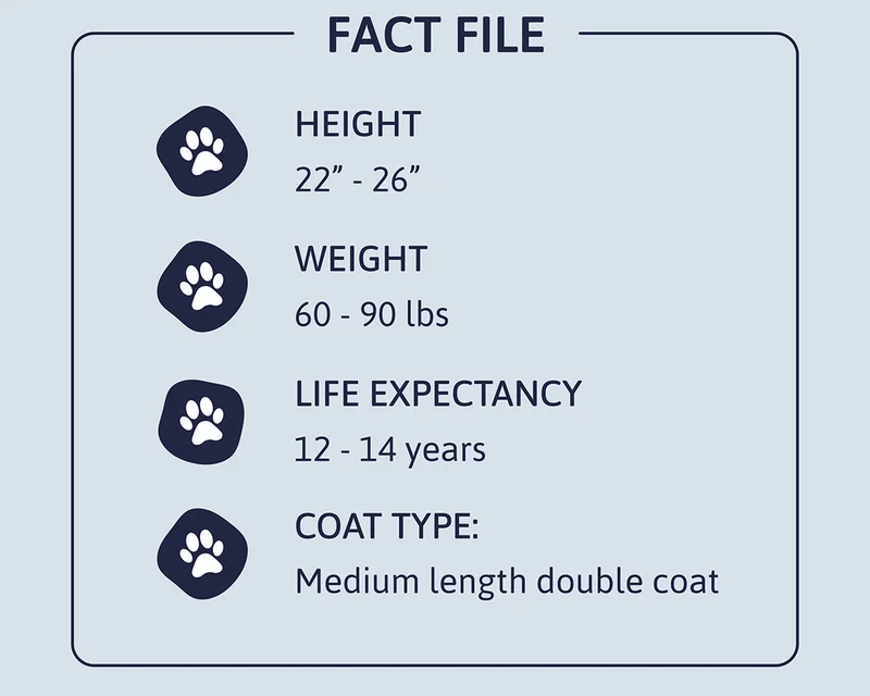 Heading: Fact File Height: 22" - 26" Weight: 60 - 90 lbs Life Expectancy: 12 - 14 years Coat Type: Medium length double coat