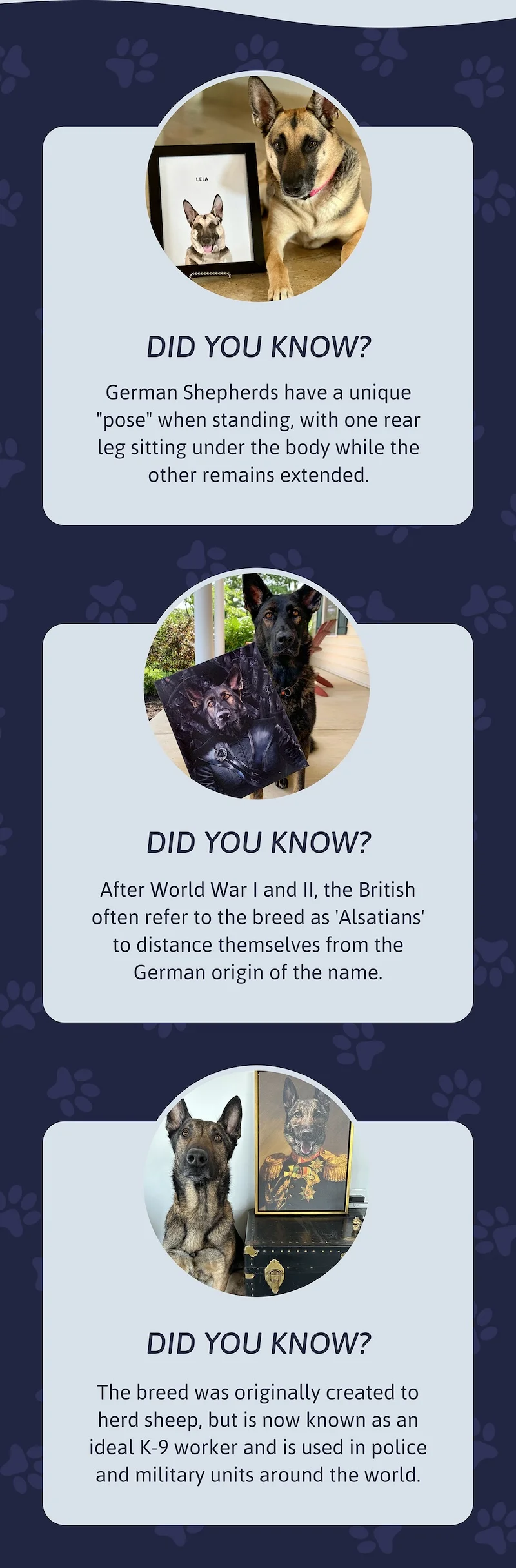 Did you know? German Shepherds have a unique "pose" when standing, with one rear leg sitting under the body while the other remains extended.  Did you know? After World War I and II, the British often refer to the breed as 'Alsatians' to distance themselves from the German origin of the name.  Did you know? The breed was originally created to herd sheep, but is now known as an ideal K-9 worker and is used in police and military units around the world.