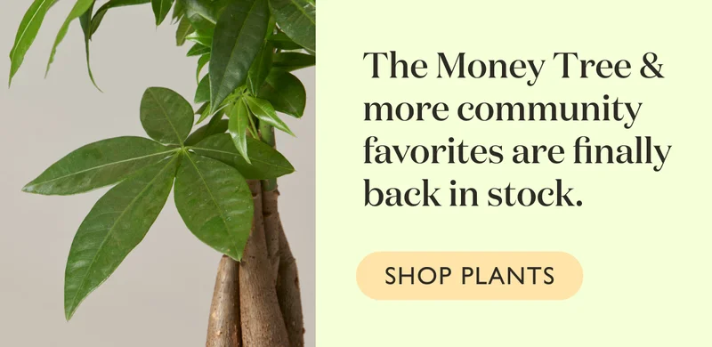 The Money Tree and more community favorites are finally back in stock.