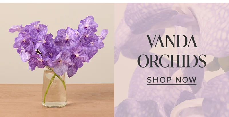 SHOP VANDA ORCHIDS