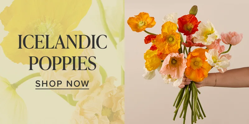 SHOP ICELANDIC POPPIES