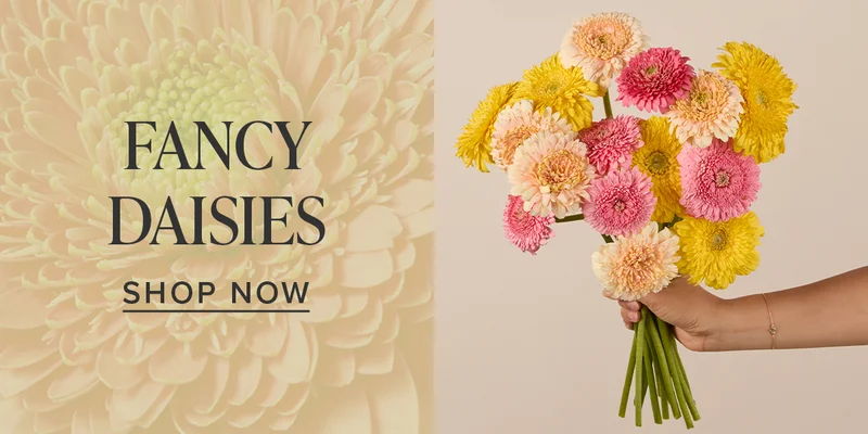 SHOP FANCY DAISIES