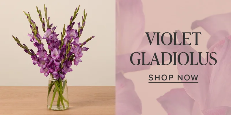 SHOP VIOLET GLADIOLAS