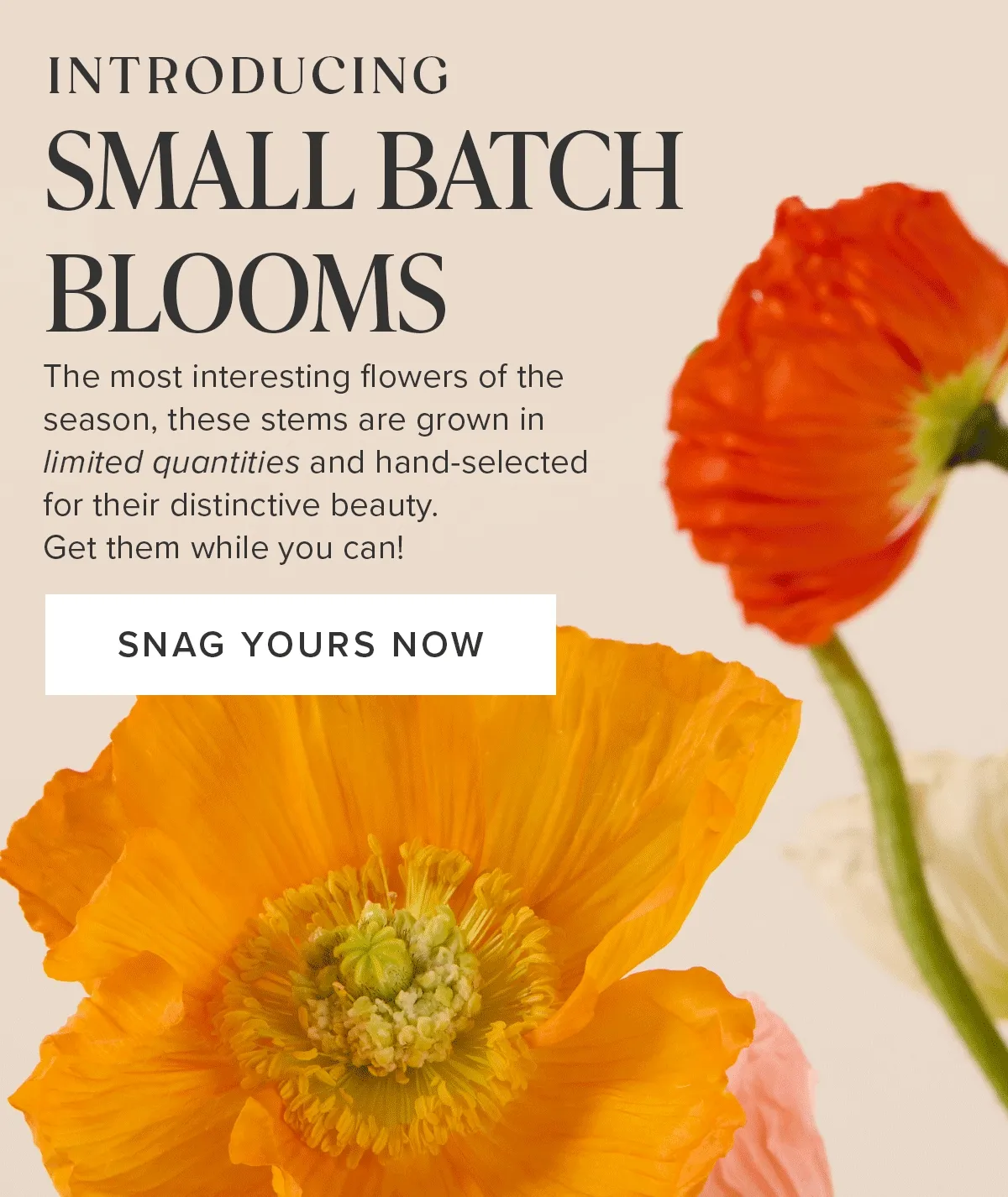 Introducing: Small Batch Blooms. The most interesting flowers of the season, these stems are grown in limited quantities and hand-selected for their distinctive beauty. Get them while you can!  Snag Yours Now