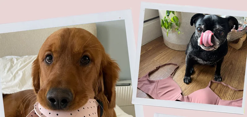 Puppy eating Pepper bra