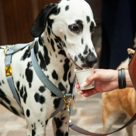 Dalmatian drinking from paper cup
