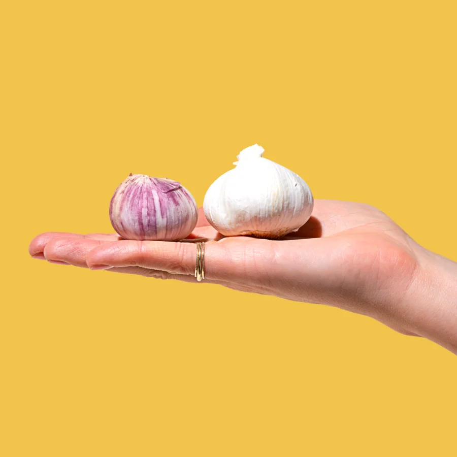 Purple Garlic