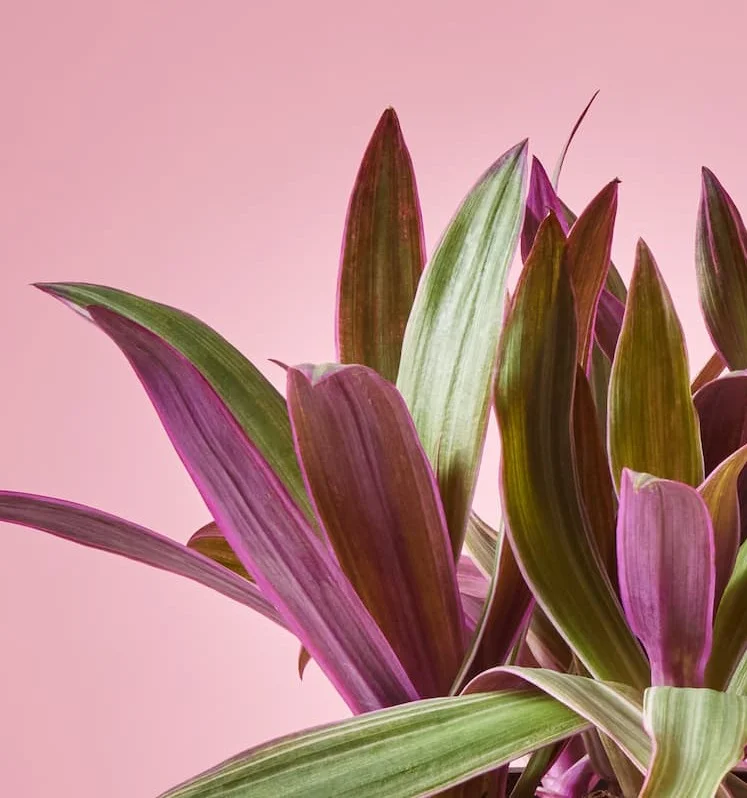 Oyster Plant Detail of Leaves
