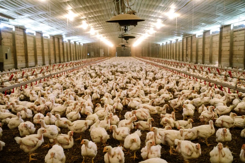 Broiler chickens at a commercial poultry farm in Mississippi, 2016.