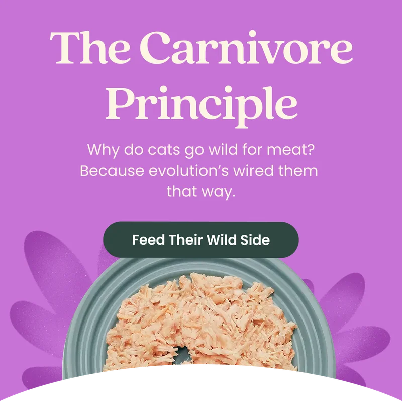 The Carnivore Principle. Why do cats go wild for meat? Because evolution’s wired them  that way.