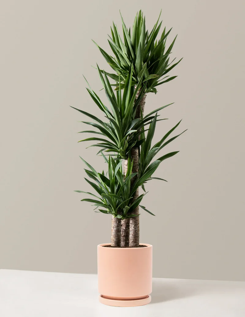 Image of Yucca Multi Stem
