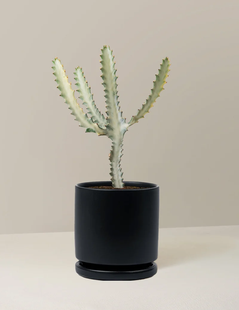 Image of Euphorbia White Ghost
