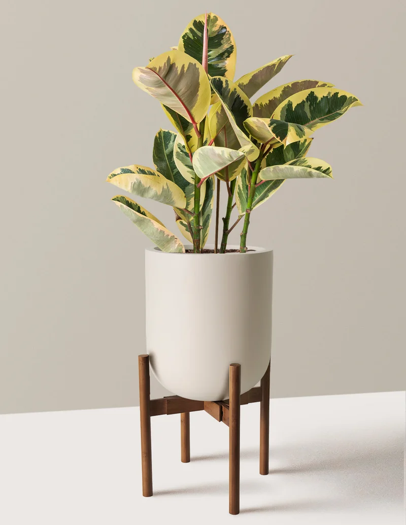 Image of Ficus Tineke Bush