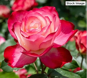 Cottage Farms 1-Piece Cherry Parfait Rose Bareroot Plant