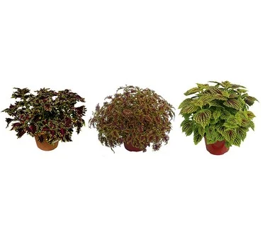 Girl Next Door 3Pc Colorful Coleus Collection Live Plants