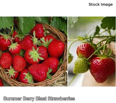 Cottage Farms 24Pc Summer Berry Blast Strawberries w/ Fertilizer