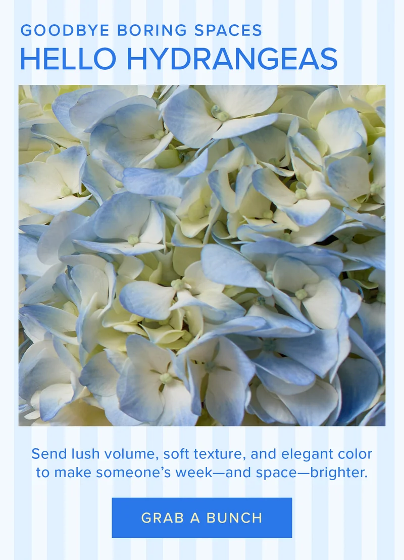 Goodbye boring spaces, hello HYDRANGEAS! Send lush volume, soft texture, and elegant color to make someone's week--and space--brighter! Grab a Bunch Goodbye boring spaces, hello HYDRANGEAS! Send lush volume, soft texture, and elegant color to make someone's week--and space--brighter! Grab a Bunch